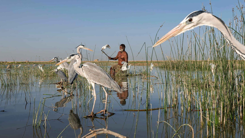 Mohana hunter, Grey Heron (Ardea cinerea), Lake Manchar, Sindh province, Pakistan